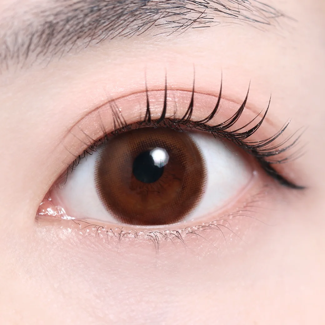 プリモブラウンの着画